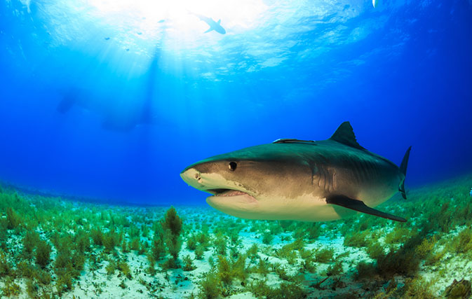 Hawaii man survives bite from tiger shark, swims to shore and posts video