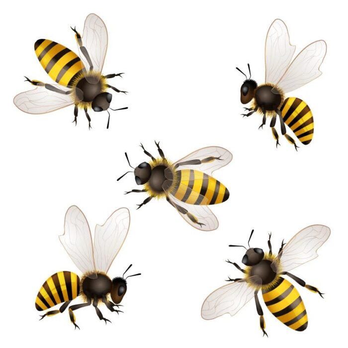 Bees