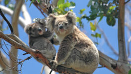 Tourism Australia, Air New Zealand offer seven ways to see Australia