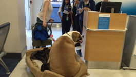 Tweet of fat dog leaving first class goes viral