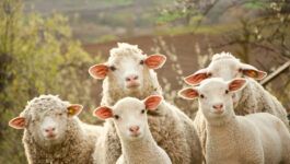 ‘Baaa-d’ flight: Singapore Airlines makes emergency landing due to sheep flatulence