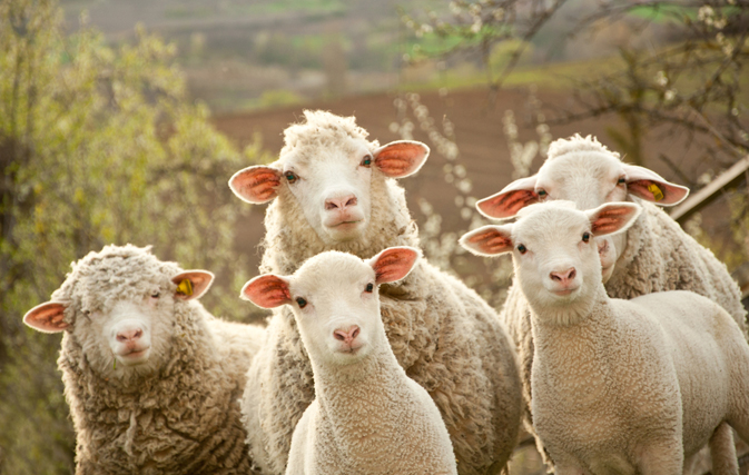 ‘Baaa-d’ flight: Singapore Airlines makes emergency landing due to sheep flatulence