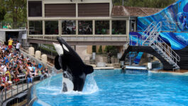 SeaWorld executive says orca shows in San Diego will end by 2017