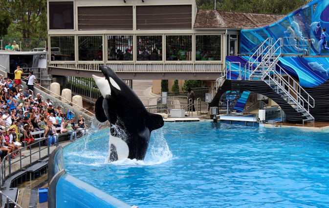 SeaWorld executive says orca shows in San Diego will end by 2017