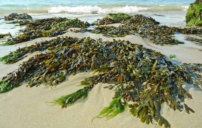 10-Seaweed