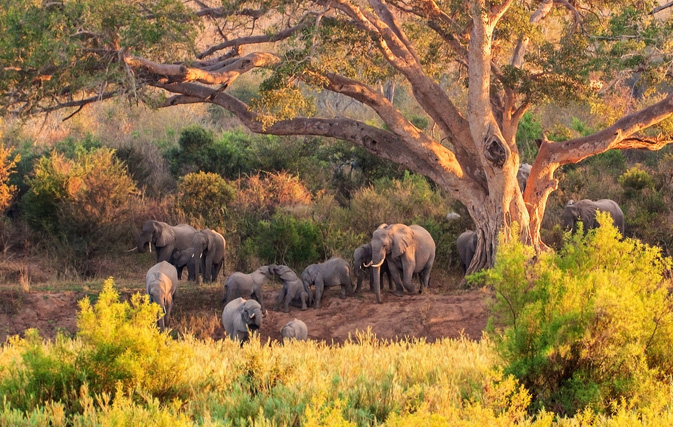 Kruger National Park, South Africa