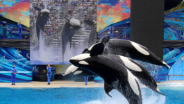 SeaWorld sues California to lift killer whale restrictions