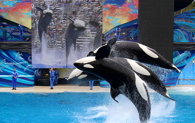 SeaWorld sues California to lift killer whale restrictions