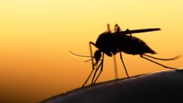 Pregnant travellers warned about Mosquito borne virus