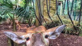 19 Busch Wildlife Sanctuary in Jupiter