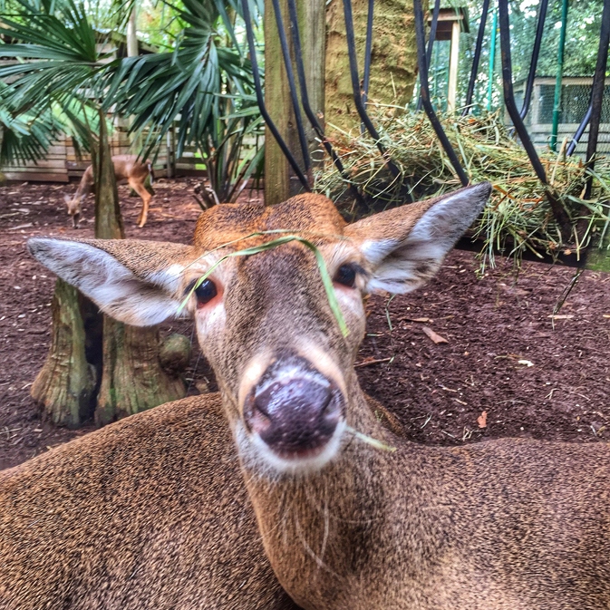 19 Busch Wildlife Sanctuary in Jupiter