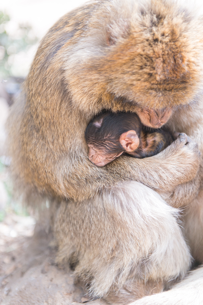 A Barbary ape and her baby, passing through the Cedar forest in the Middle Atlas mountains