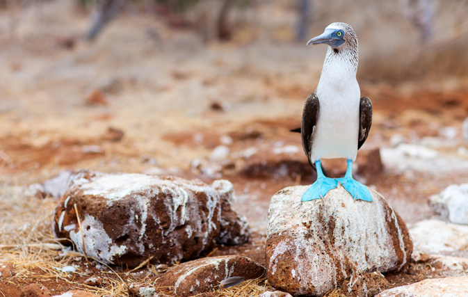 Lindblad Expeditions to acquire Via Australis to enhance Galapagos Islands expeditions