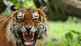 Close call: Tourists get up close and personal with wild tiger