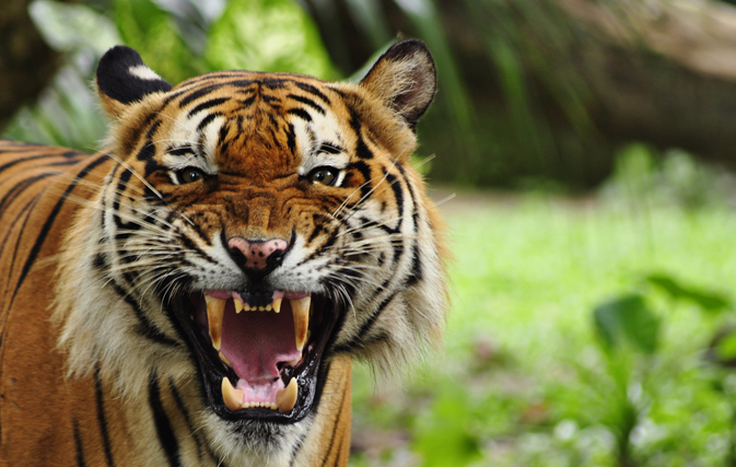 Close call: Tourists get up close and personal with wild tiger