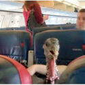 Caught on camera: ‘Emotional support’ turkey onboard flight