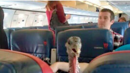 Caught on camera: ‘Emotional support’ turkey onboard flight