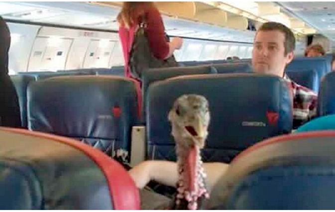 Caught on camera: ‘Emotional support’ turkey onboard flight