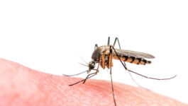 20 Zika cases reported in Florida; state establishes toll-free Zika hotline