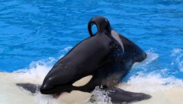 Reaction to SeaWorld's decision to stop orca breeding