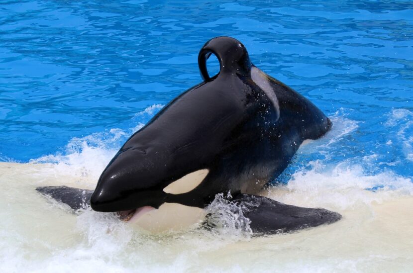 Reaction to SeaWorld's decision to stop orca breeding