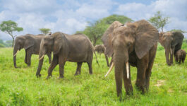 Book Africa with Monograms by March 8 and save $1,000