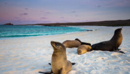 Celebrity Cruises to expand Galapagos cruising