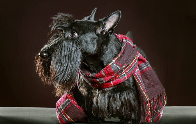 It’s a ruff job, but someone has to do it: VisitScotland searches for ‘Ambassadog’