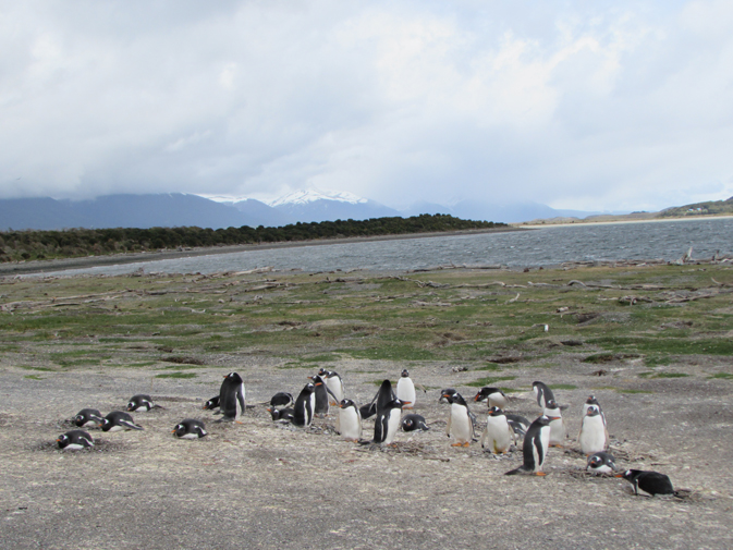 Magallanes Penguins along the Beagle Channel