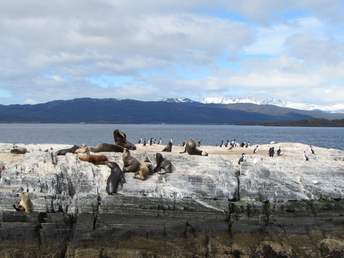 South American fur seals along the Beagle Channel