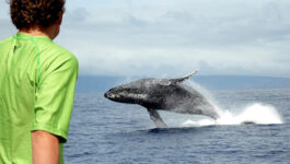 Trilogy Excursions Lahaina Whale Watch Tour