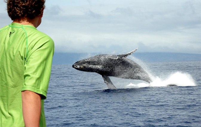 Trilogy Excursions Lahaina Whale Watch Tour