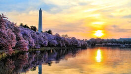 Washington's cherry blossoms coming early this year