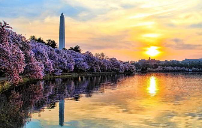 Washington's cherry blossoms coming early this year