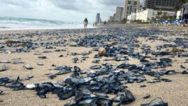 Thousands of jellyfish cover South Florida beach
