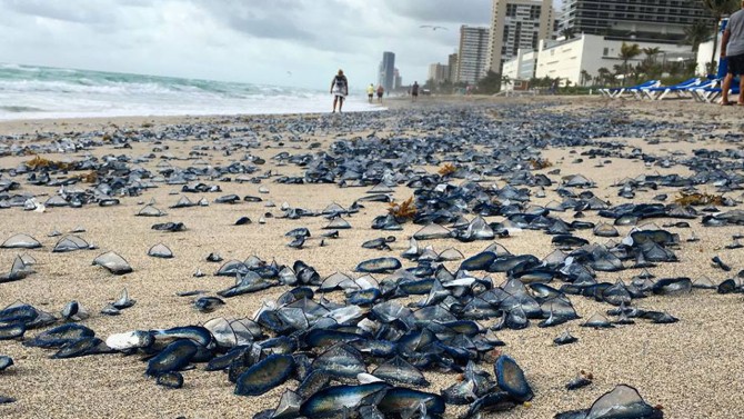 Thousands of jellyfish cover South Florida beach