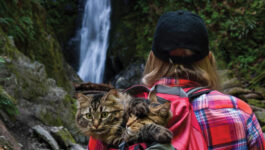 Travel goals: Abandoned kittens become top adventure cats