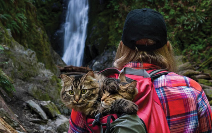 Travel goals: Abandoned kittens become top adventure cats