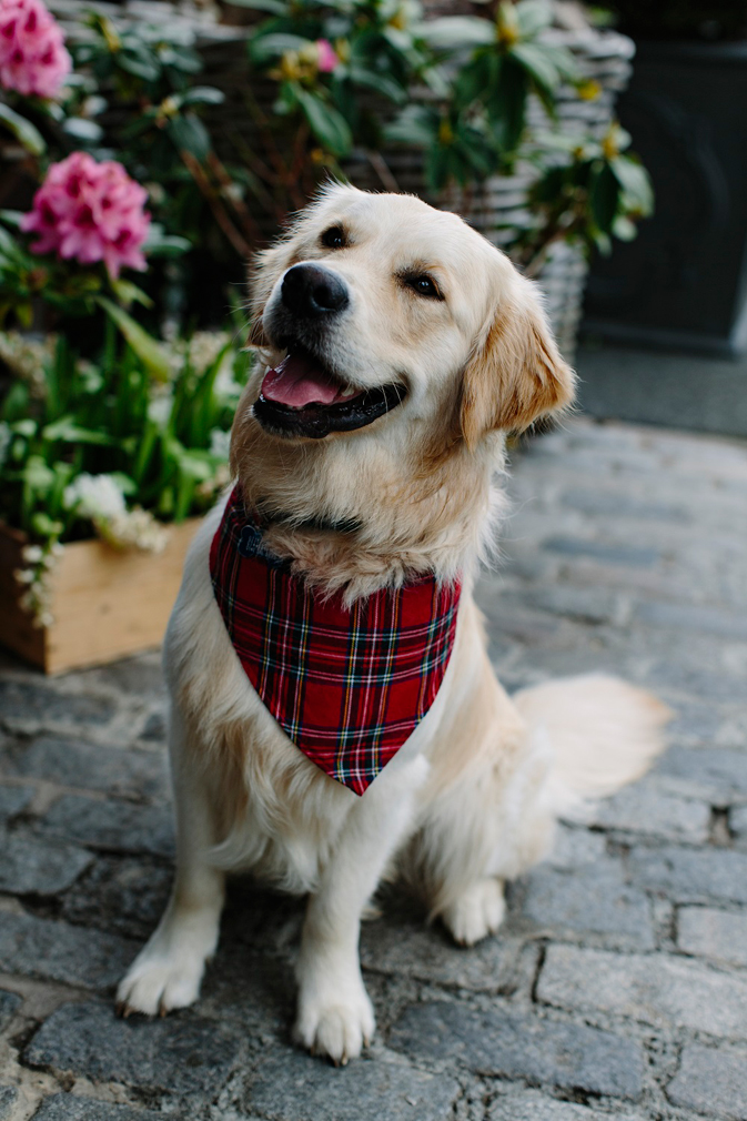 George from Glasgow has nabbed the coveted role of Scotland’s best dog and has been given the honourable distinction of being the destination’s Ambassadog