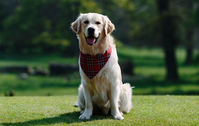 苏格兰的顶级DAWG是乔治，金毛猎犬