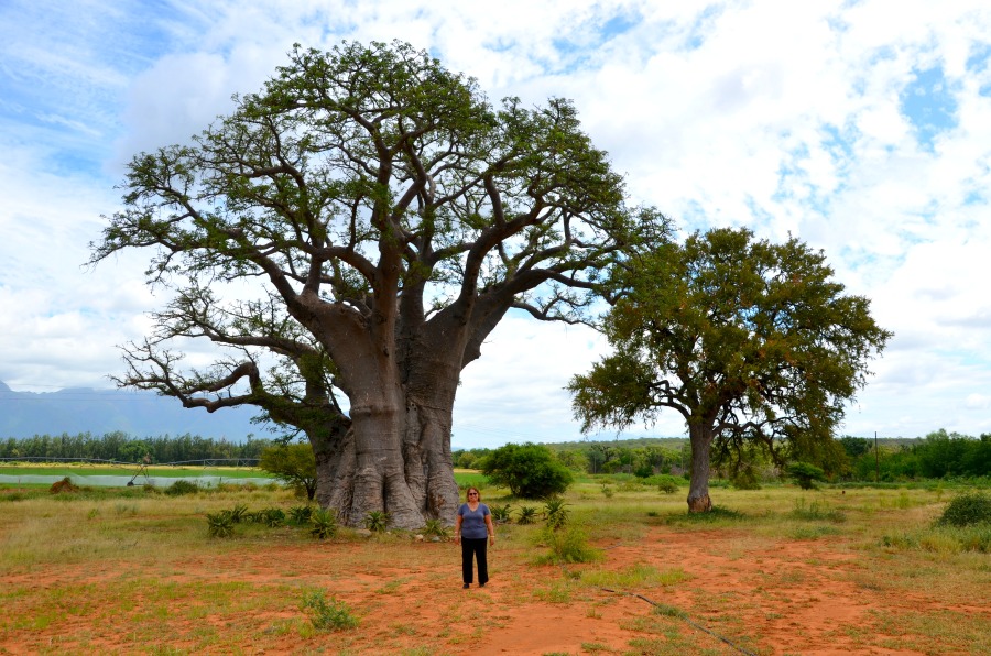 W baobab