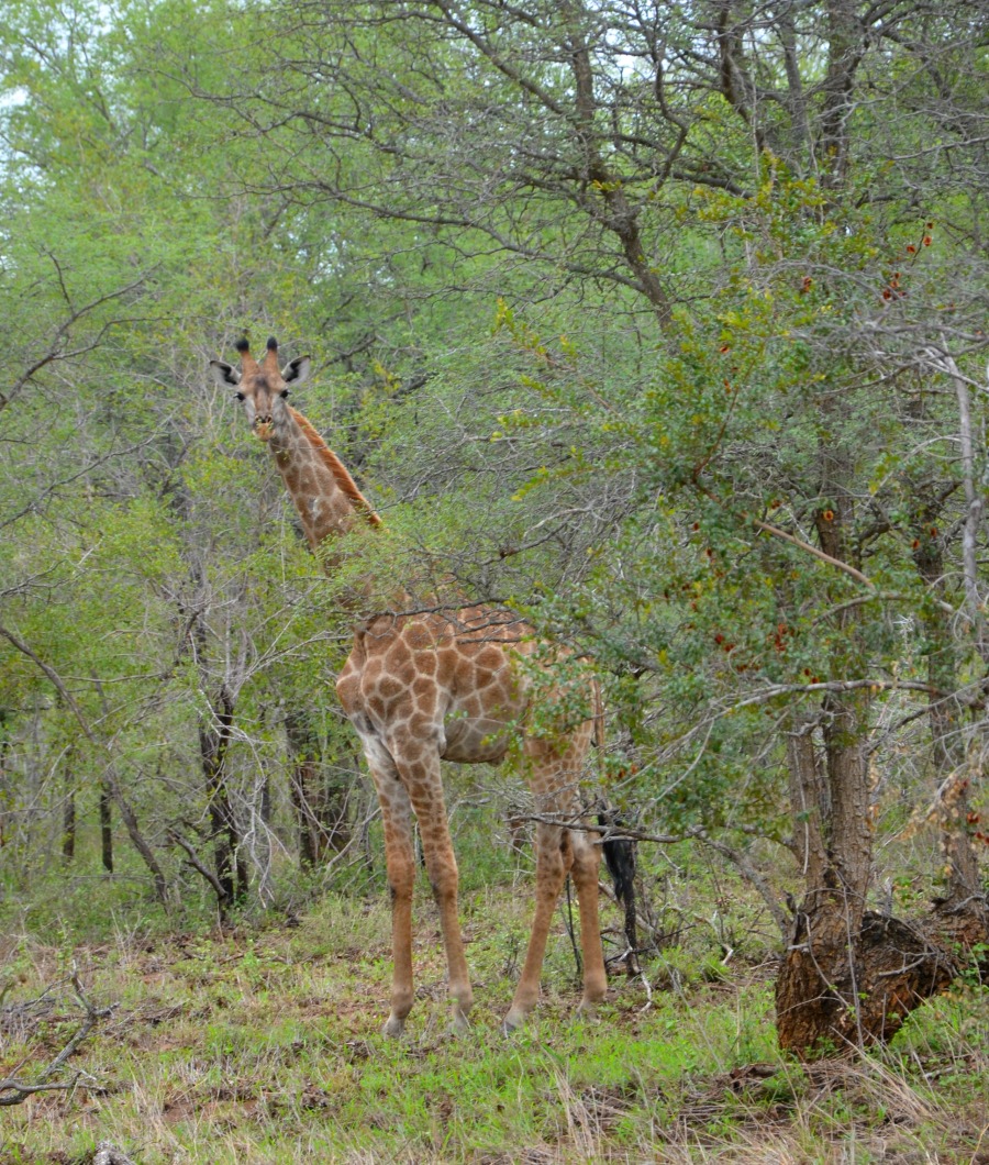 Cape giraffe