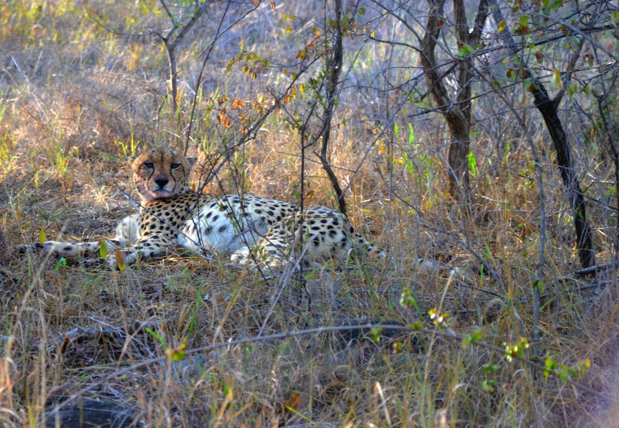 cheetah