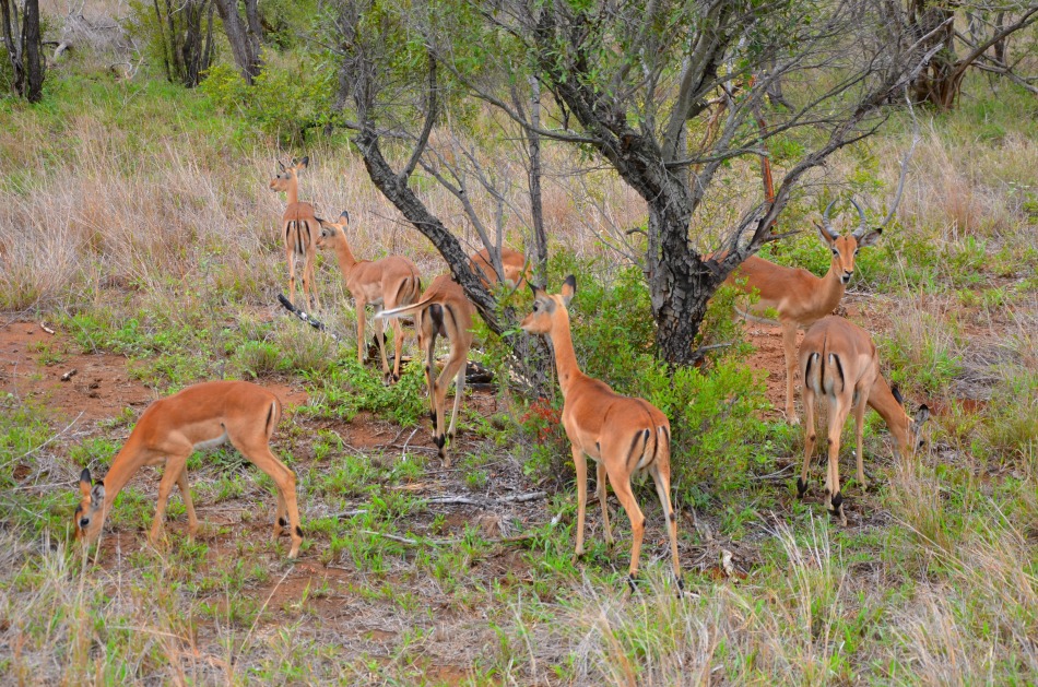 impala