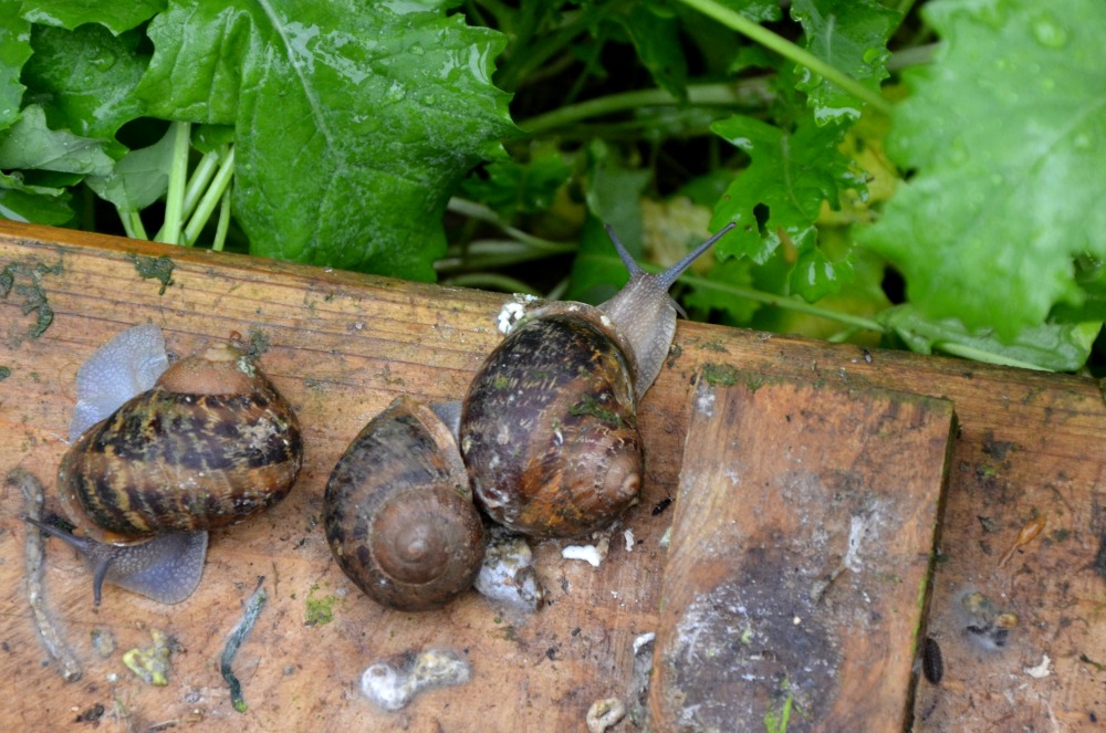 Belgian snail