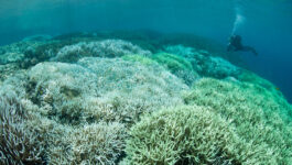 Scientists battle to save world's coral reefs