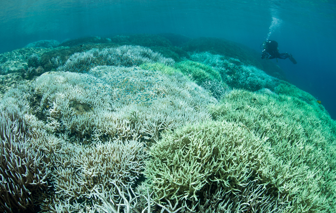 Scientists battle to save world's coral reefs