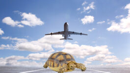 Kennedy airport takeoffs disrupted by turtles' mating ritual