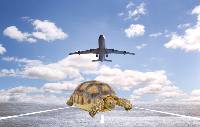 Kennedy airport takeoffs disrupted by turtles' mating ritual