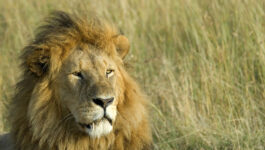 Safari, Africa